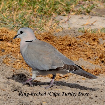 Ring-necked Dove